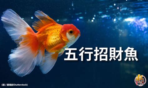 招財風水魚|一文睇清招財魚種類 